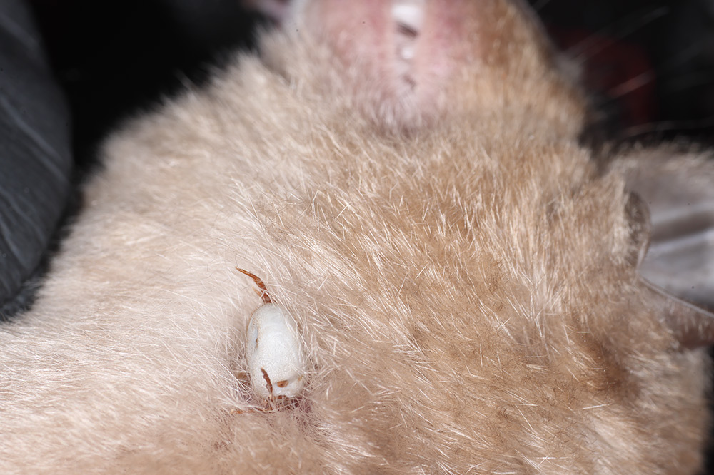tick on Greater horseshoe bat